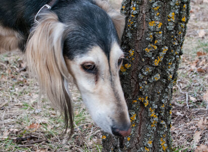 Tour au départ des Césaris, le Sahuchet etc... le 27022024, DSC_0023