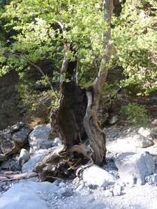 Crete-2015, 989_samaria_05
