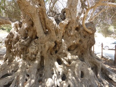 Crete-2015, 967_Kavousi_05