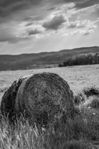 L'Instant Photo 84 : défi février 2024 - Agriculture et Paysans, agri04 - Evelyne