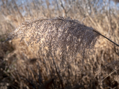 03-Camargue , _1094687