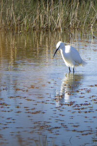 03-Camargue , aigrette_MG_7729