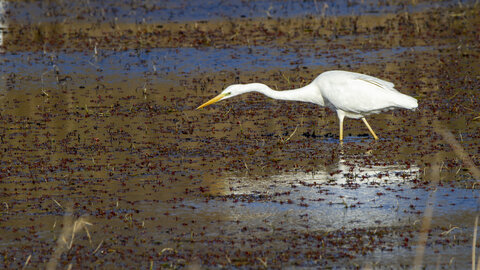 03-Camargue , aigrette_MG_7846