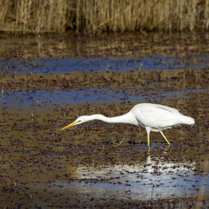 03-Camargue , aigrette_MG_7847