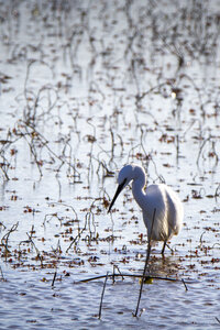 03-Camargue , aigrette_MG_7858