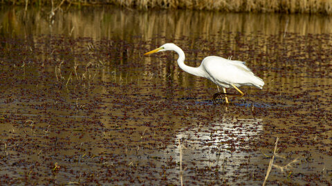 03-Camargue , aigrette_MG_7863