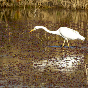 03-Camargue , aigrette_MG_7865