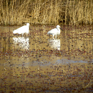 03-Camargue , aigrette_MG_7867