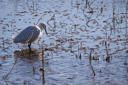 03-Camargue , aigrette_MG_7894