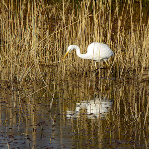 03-Camargue , aigrette_MG_7925