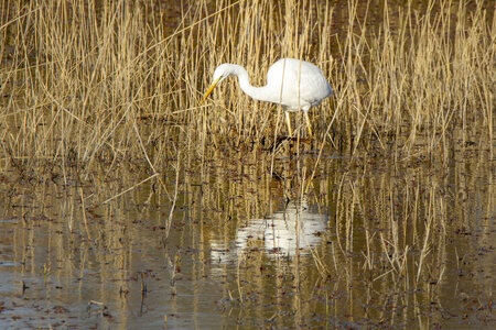 03-Camargue , aigrette_MG_7926