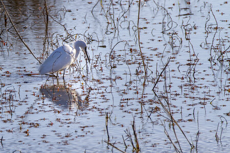 03-Camargue , aigrette_MG_7936