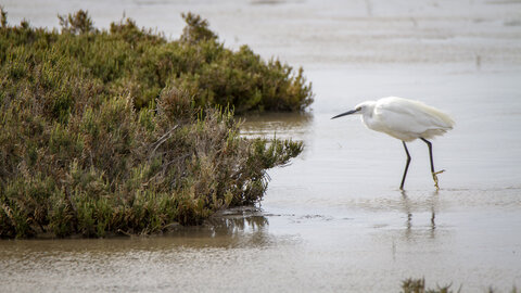 03-Camargue , aigrette_MG_8103