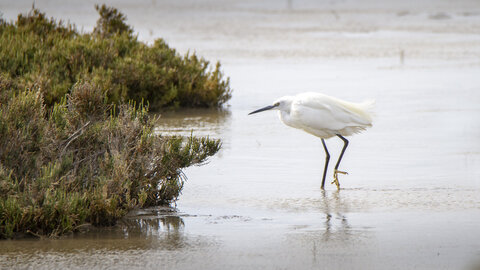 03-Camargue , aigrette_MG_8104