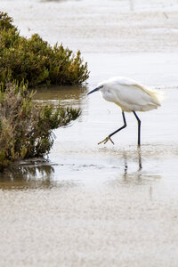 03-Camargue , aigrette_MG_8105-Modifier