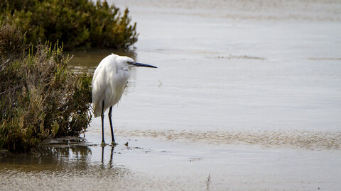 03-Camargue , aigrette_MG_8107