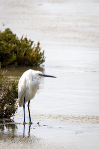 03-Camargue , aigrette_MG_8108