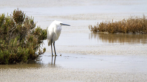 03-Camargue , aigrette_MG_8109