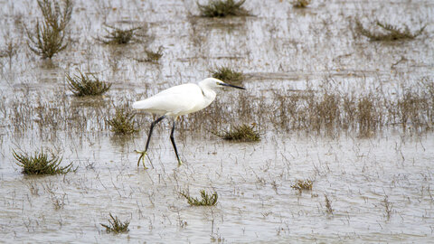 03-Camargue , aigrette_MG_8190