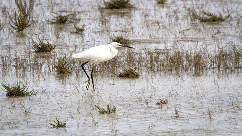 03-Camargue , aigrette_MG_8191