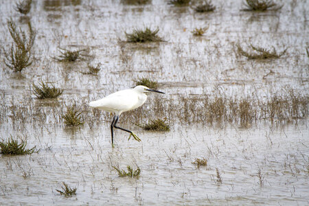 03-Camargue , aigrette_MG_8192