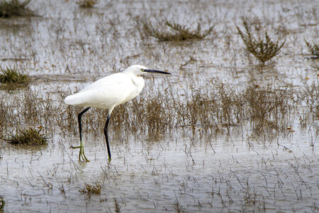 03-Camargue , aigrette_MG_8193