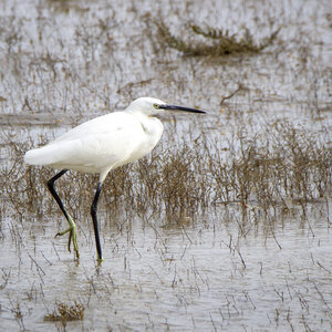 03-Camargue , aigrette_MG_8194