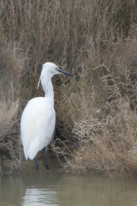 03-Camargue , aigrette_MG_8366