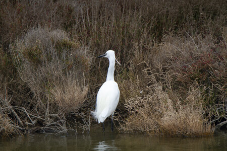 03-Camargue , aigrette_MG_8367