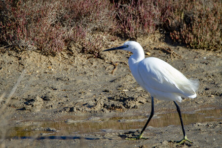 03-Camargue , aigrette_MG_9031