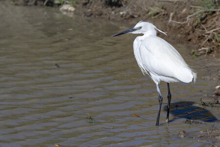 03-Camargue , aigrette_MG_9059