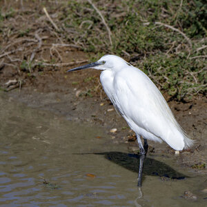 03-Camargue , aigrette_MG_9060