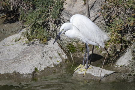 03-Camargue , aigrette_MG_9061