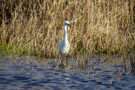 03-Camargue , aigrette_MG_9063