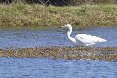 03-Camargue , aigrette_MG_9125