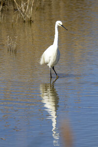 03-Camargue , aigrette_MG_9207