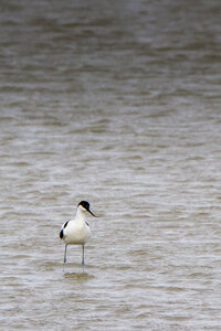 03-Camargue , avocette_MG_8248