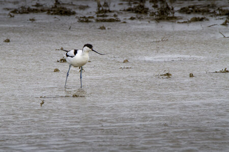 03-Camargue , avocette_MG_8265