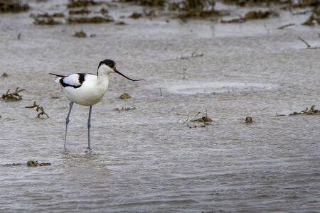 03-Camargue , avocette_MG_8267