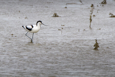 03-Camargue , avocette_MG_8270