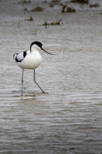 03-Camargue , avocette_MG_8272