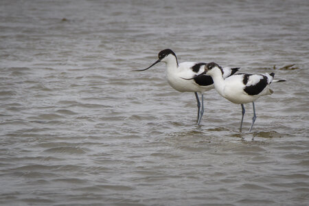 03-Camargue , avocette_MG_8277