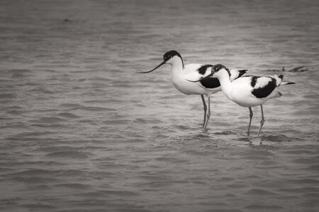 03-Camargue , avocette_MG_8277-Modifier-2