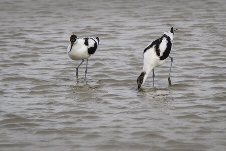 03-Camargue , avocette_MG_8281