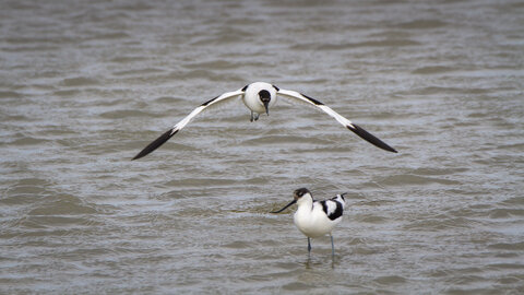 03-Camargue , avocette_MG_8294