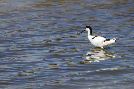 03-Camargue , avocette_MG_8686