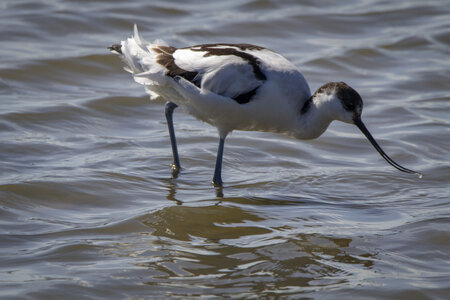 03-Camargue , avocette_MG_9211