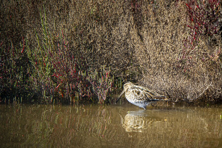 03-Camargue , becassine_MG_8702