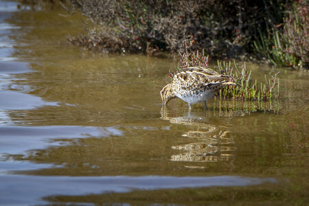 03-Camargue , becassine_MG_8707