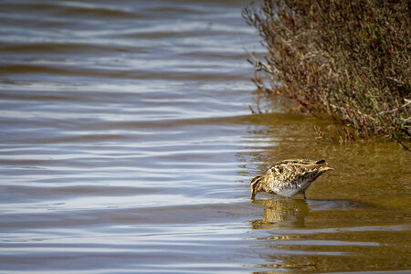 03-Camargue , becassine_MG_8712